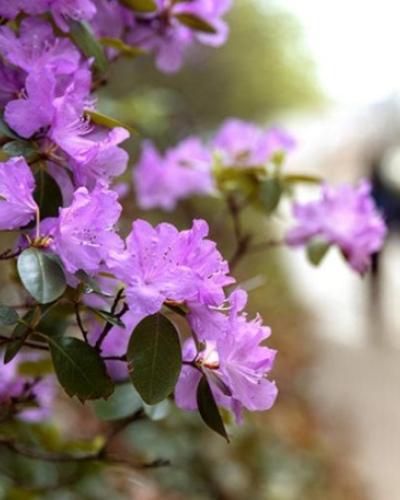 Flowers outside Rockefeller Hall
